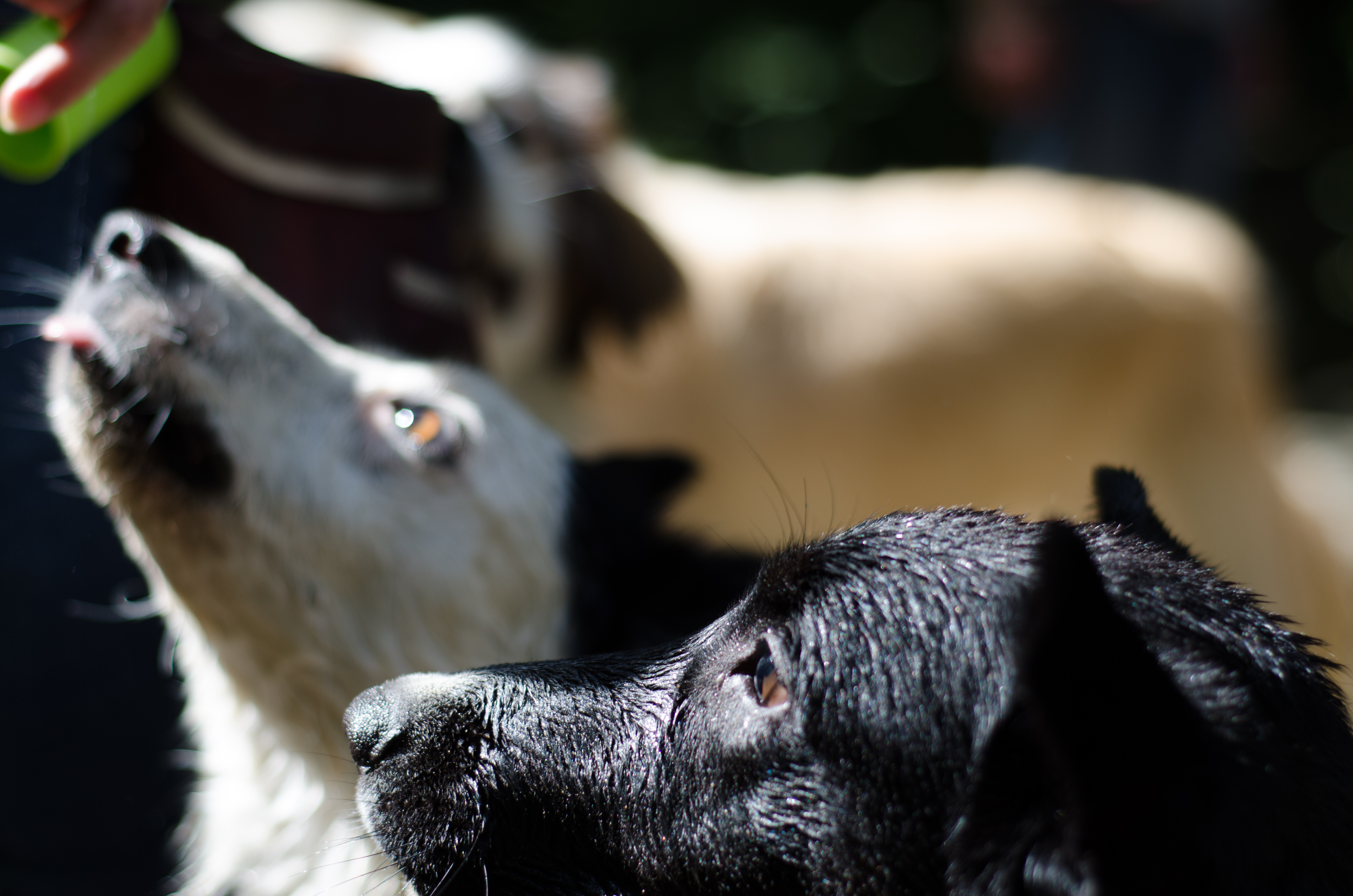 têtes de chiens